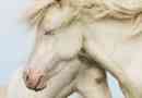 Amerikai albino vagy lovas albino
